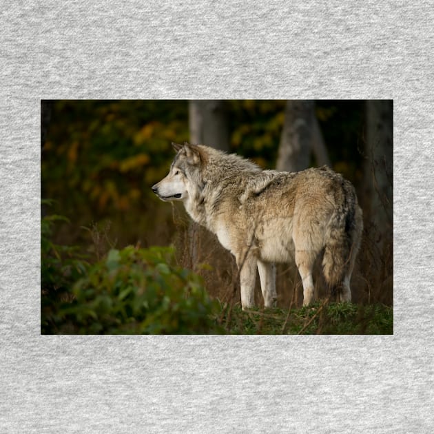 Timber Wolf by jaydee1400